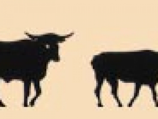 cattle
